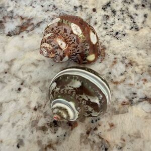 Polished Turbo Shells